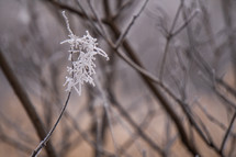 Frozen branches in winter