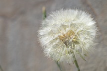 dandelion closeup 