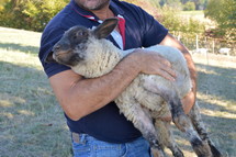 man carrying a lamb 