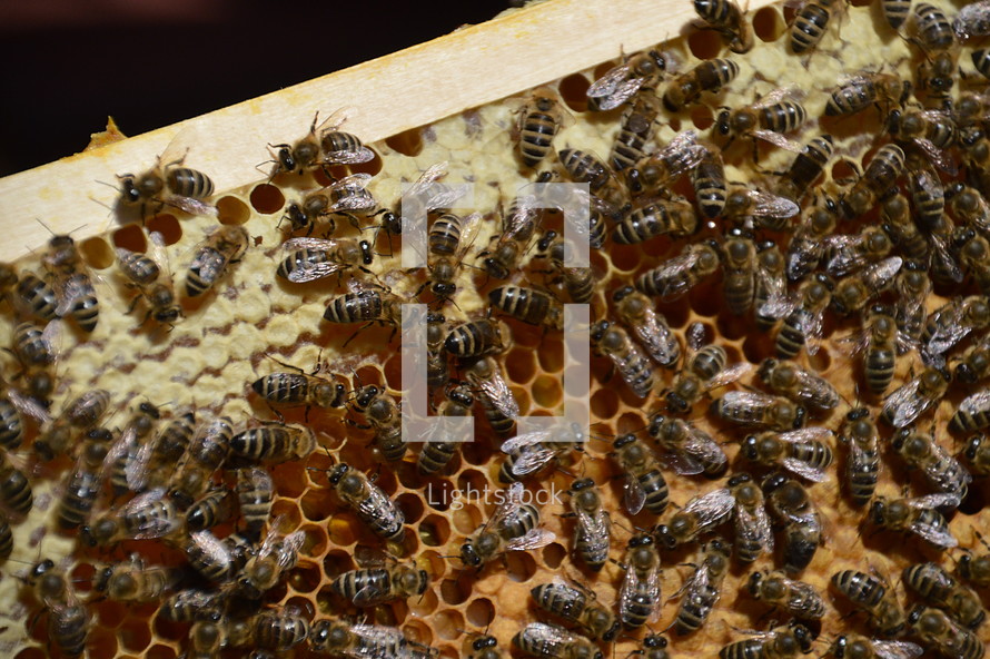 bees at the honeycombs