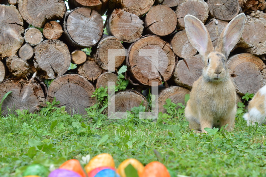 a rabbit and Easter eggs in grass