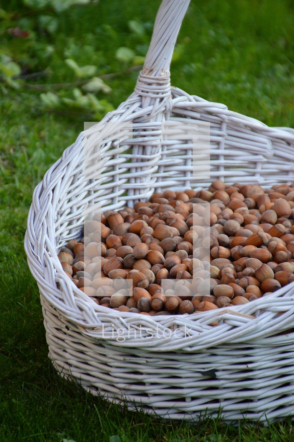 harvest of hazelnuts in white basket 