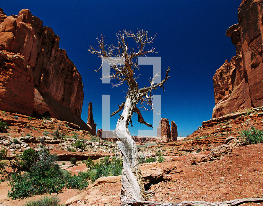 Solitary dead pinyon tree in canyon surrounded by sandstone fornations.