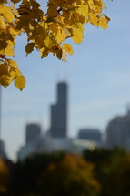 fall leaves on a tree and city skyscrapers 