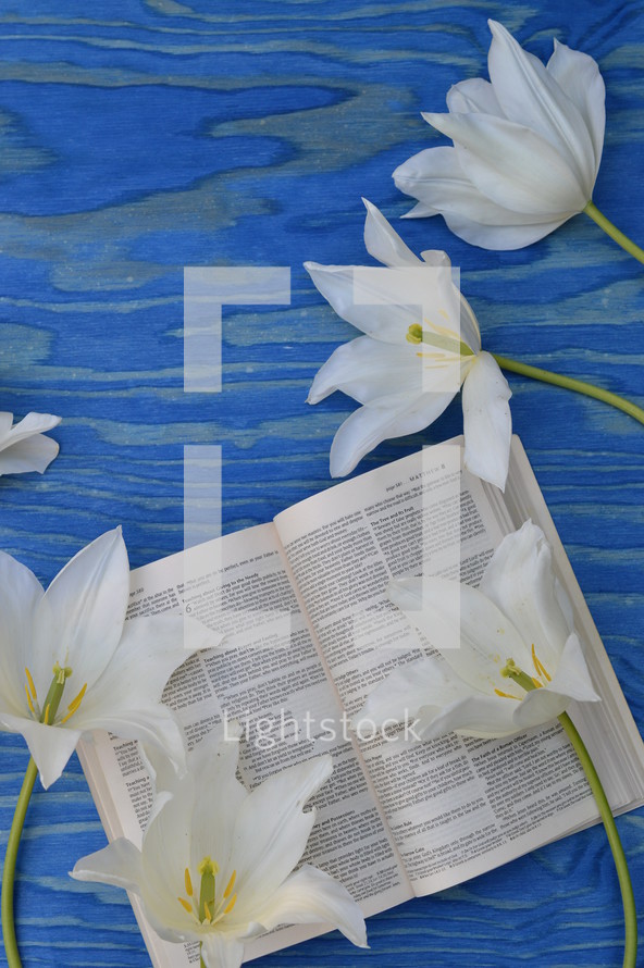 white flowers and Bible on blue wood background 