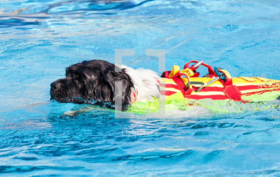 Lifeguard dog, rescue demonstration with the dogs in swimming poo