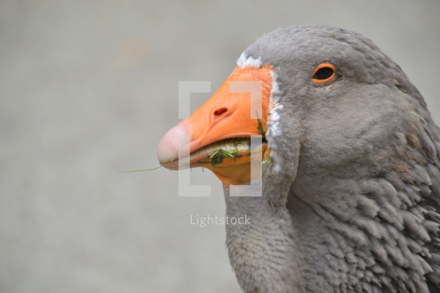 goose eating grass