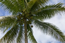 Coconut falling from Palm tree