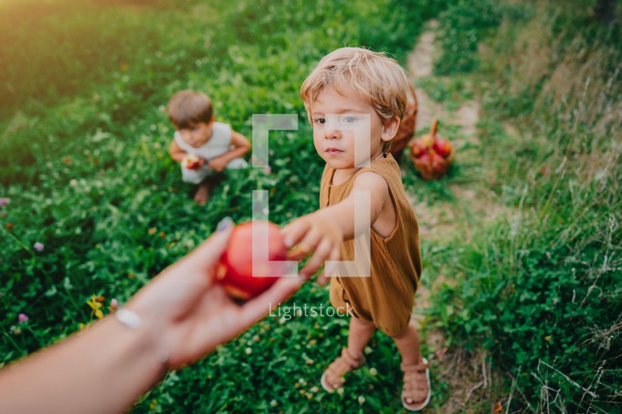 Cute Little Toddler Boy Takes Ripe Red Apples From Mom. Brothers In Garden