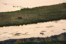 Cow by the lake in the evening