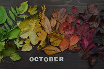 colorful autumn leaves in color gradient on brown wood with the word OCTOBER in wooden pieces