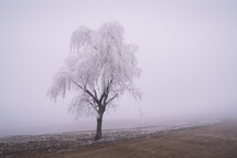 Frozen tree in a fog