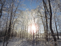 Sun shining through dormant trees after a snowfall.