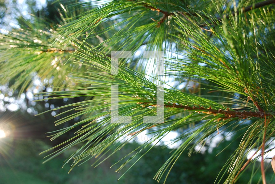 pine needles on a white pine tree 