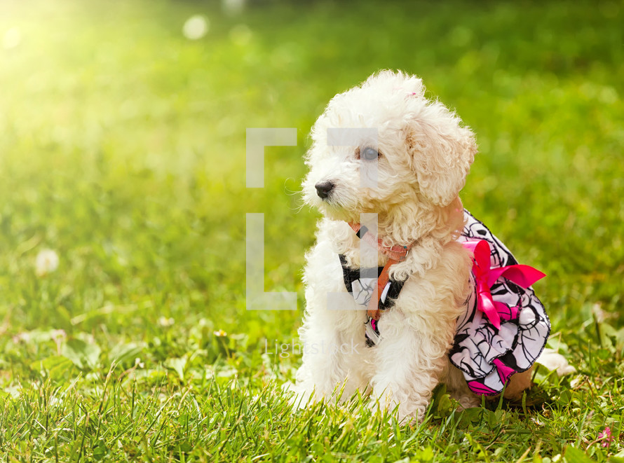 small puppy poodle dog in green grass in the park.