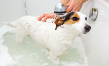 giving a dog a bath 