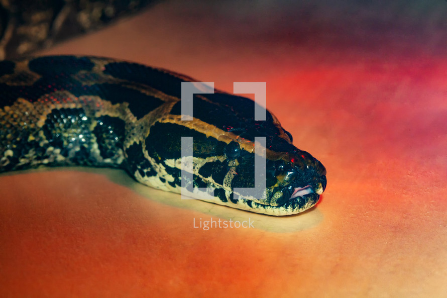 African python snake close up under red light