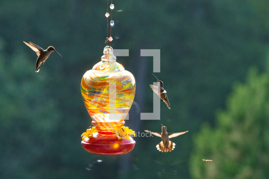 hummingbirds at a feeder 