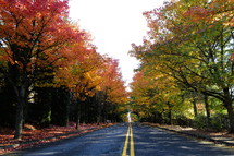 road lined with autumn trees 