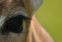 eye of a deer 