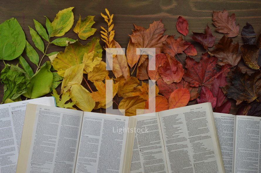 colorful autumn leaves in color gradient on brown wood with bibles in a row open at Daniel 5