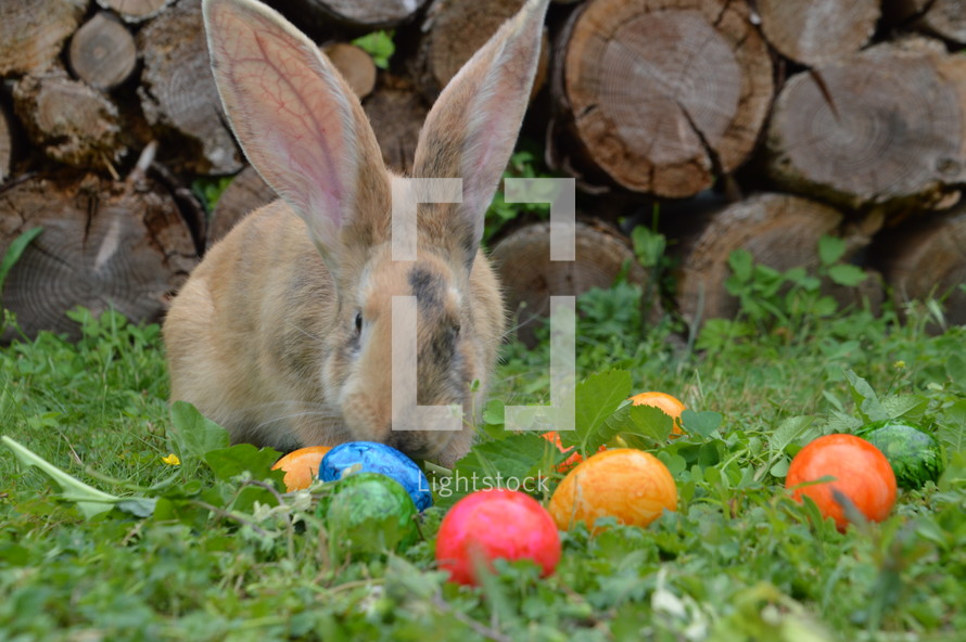 bunny and Easter eggs 