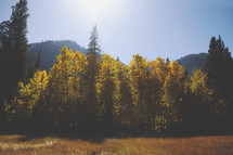 sunlight glowing on a fall forest and meadow 