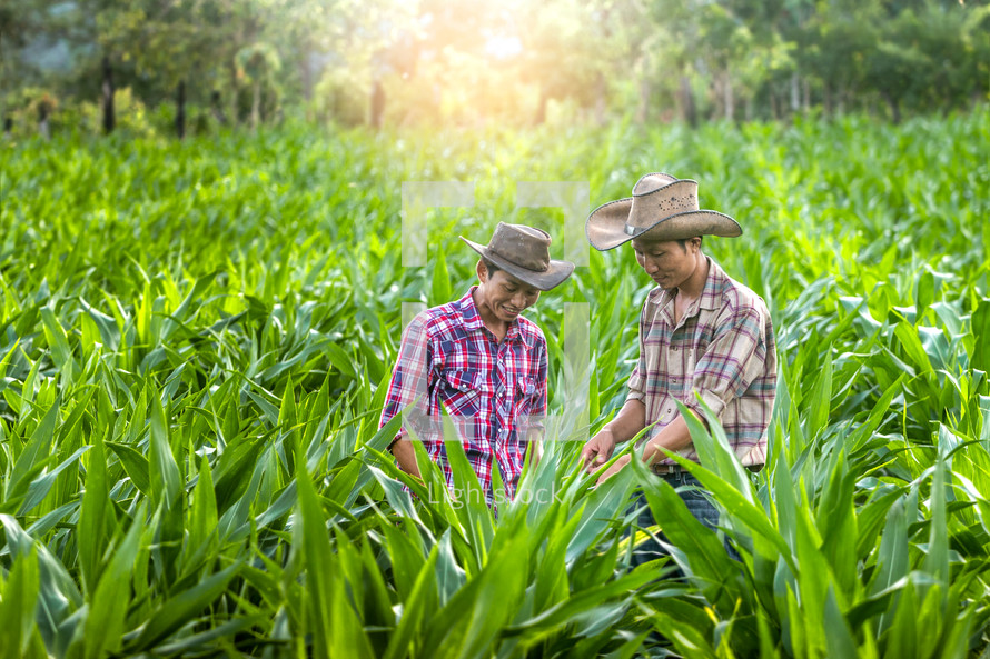  farmers in a corn field 