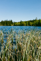tall grass along a lake shore 