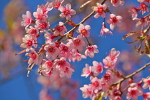 Chinese New Year pink cherry blossom flowers