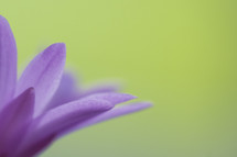 petals of a purple flower 