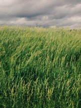 Tall green grasses in a field 