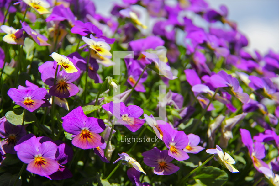Cascade of purple flowers