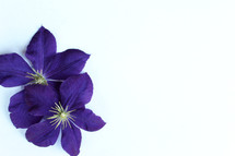 purple flowers in a corner
