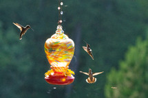 hummingbirds at a feeder 