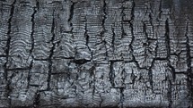 gray charred wood texture background