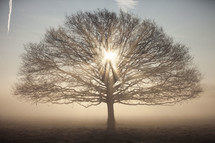 sunburst through a tree in fog 
