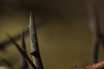thorns closeup 