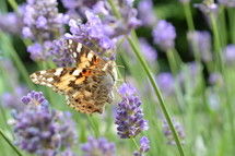 butterfly on purple flowers 