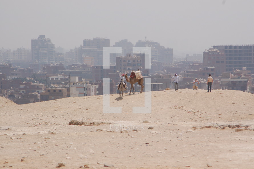 camels in a desert in Egypt and city in the background 