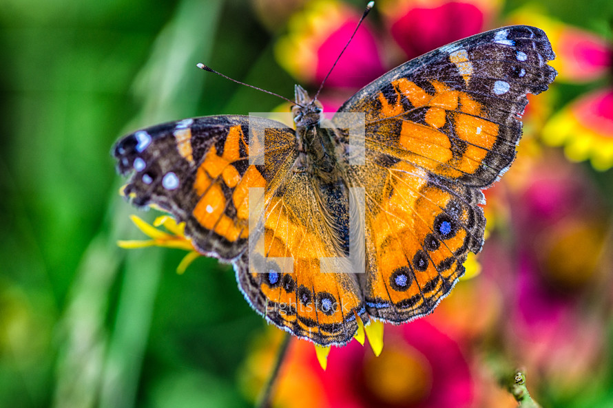 painted lady butterfly 