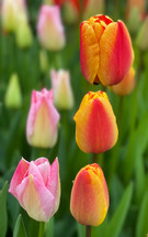 pink and orange tulips 