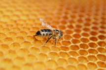 bee and honeycomb background