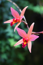 peach and pink orchids 