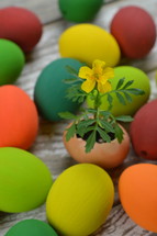 yellow flower Tagetes growing out of broken eggshell in the middle of many colorful multicolored Easter eggs on a white wooden table