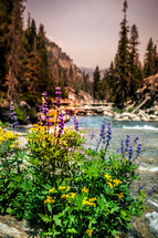 wildflowers on a riverbank 