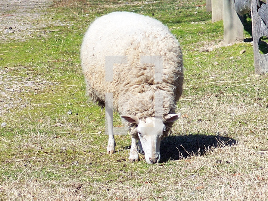 A lone sheep grazes in a grassy field on a farm next to a rustic wooden fence. "All we like sheep have gone astray" as scripture says which is why we need the good Shepherd to take care of us. 