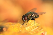house fly on a yellow flower