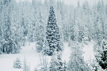 snow covered trees in a forest