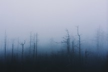 fog in a forest 